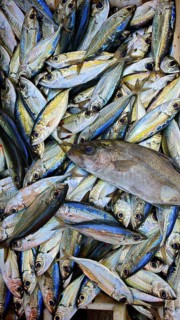 A large pile of silver fish in close-up, bigeye herring mackerel (selar crumenophthalmus), in a