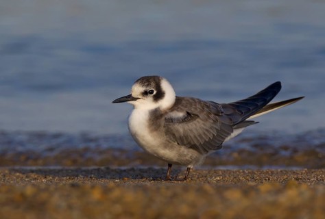 Black Tern (Chlidonias niger), Ohio, USA