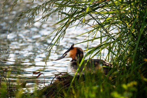 A great crested grebe (Podiceps cristatus) in its nest in Lake Alexandrina. Canterbury, South
