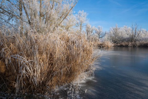 Frozen pond, reeds, reeds (Phragmites australis) and trees with hoarfrost, blue sky, Thuringia,