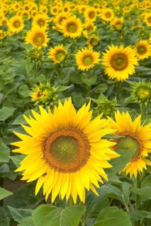 Sunflower (Helianthus annuus) Sunlight, blossom, summer feeling, blossoming sunflower field, Middle