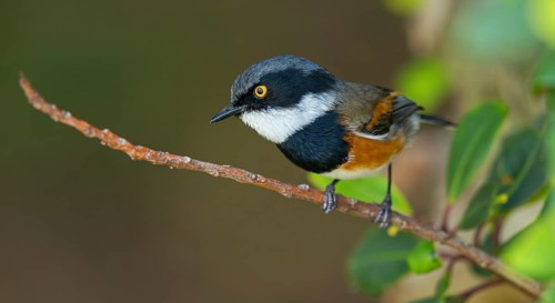 Cape Flycatcher, (Batis capensis), Giant's Castle Hutted Camp, Rive, Imbabazane Local Municipality,