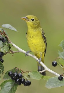 Western Tanager (Piranga ludoviciana) female, British Columbia, Canada