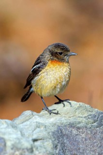 African stonechat, (Saxicola torquatus), Animals, Birds, Songbirds, Wakkerstrom surroundings,