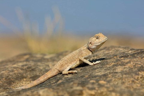 (Pseudotrapelus dhofarensis), Dhofar Desert Agama, agama, lizard, reptile, rock, agama species in