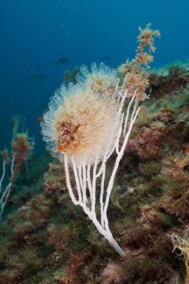 Translucent Sea squirt (Clavelina Dellavallei)