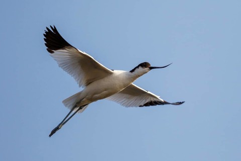 Pied Avocet (Recurvirostra avosetta) flying, Lesvos, Greece