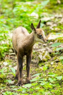 Chamois (Rupicapra rupicapra) youngster in a foreest, Bavaria, Germany