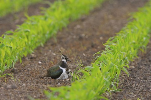 Northern Lapwing (Vanellus vanellus), North Rhine-Westphalia, Germany
