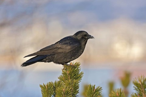 Northwestern Crow Corvus caurinus Homer, Alaska, USA February Adult Corvidae