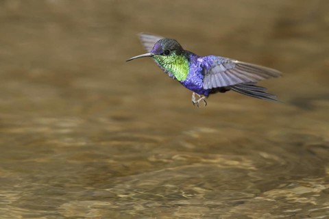 Crowned Woodnymph (Thalurania colombica), Costa Rica