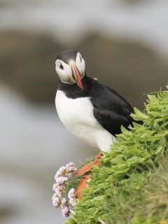 Atlantic Puffin (Fratercula arctica), Látrabjarg, Iceland