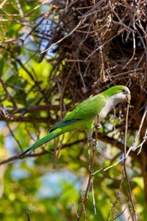 Monk parakeet (Myiopsitta monachus) Pantanal Brazil