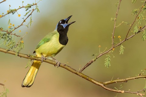Green Jay (Cyanocorax luxuosus) calling from a branch, Texas, USA