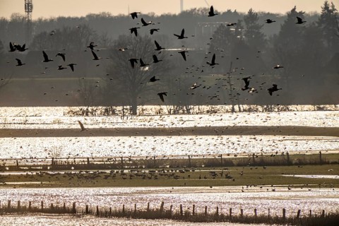 Bislicher Insel, in winter, floods in the floodplains due to Rhine flooding, nature reserve on the