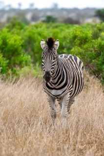 Plains zebra (Equus quagga), in tall grass, Kruger National Park, South Africa