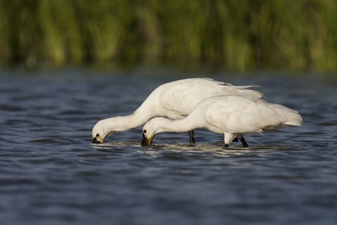 Eurasian Spoonbill (Platalea leucorodia), Andalusia, Spain