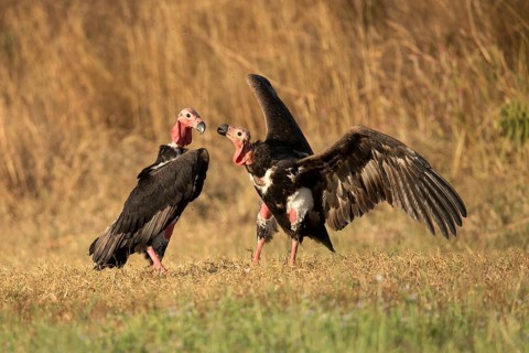 Red-headed Vulture (Sarcogyps calvus), Preah Vihear, Cambodia