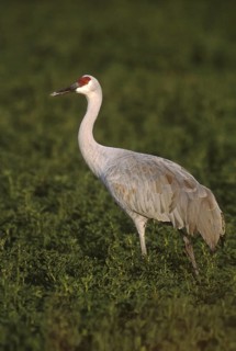 Sandhill Crane (Antigone canadensis), New Mexico, USA
