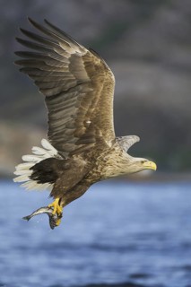 White-tailed Eagle (Haliaeetus albicilla) flying, Nord-Trondelag, Norway