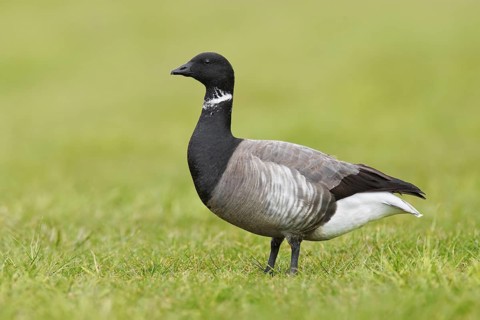 Brant Goose (Branta bernicla), Texel, Netherlands