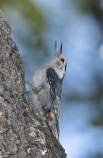 White-breasted Nuthatch (Sitta carolinensis), Arizona, USA