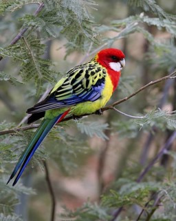 Eastern Rosella (Platycercus eximius), Australian Capital Territory, Australia