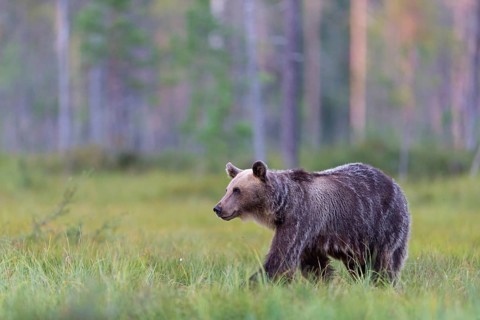 European brown bear, animals, mammals, (Ursus arctos arctos), forest, Scandinavia, bear family,