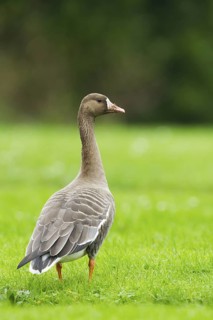 Greater White-fronted Goose (Anser albifrons), Schleswig-Holstein, Germany