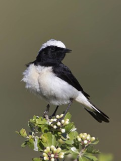Cyprus Wheatear (Oenanthe cypriaca) male, Paphos, Cyprus