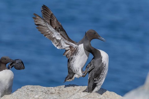 Common guillemot (Uria aalge), pair, Hornoya, Varangerfjord, Norway