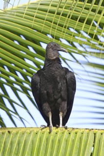 Black Vulture Coragyps atratus Gulfito, Costa Rica 6 November Adult roosting in early morning.