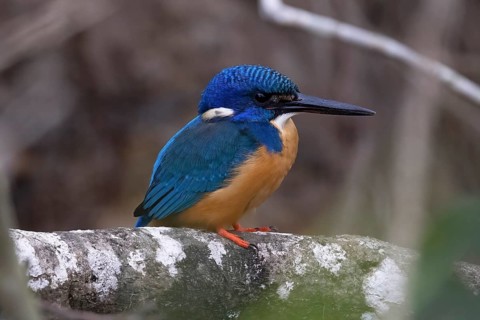Half-collared Kingfisher (Alcedo semitorquata) perched on a branch, South Africa