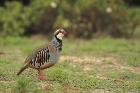 Red-legged Partridge (Alectoris rufa), Andalusia, Spain