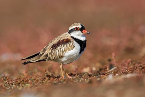 Black-fronted Dotterel (Elseyornis melanops), Victoria, Australia