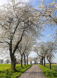 Old cherry tree avenue (Prunus) in bloom, Klipphausen, Saxony, Germany