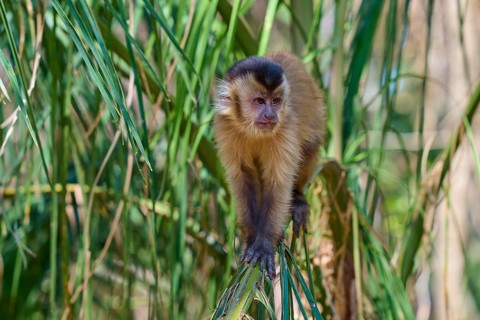 Monkeys in a dense forest, balancing on a branch full of leaves, capuchin monkey (Sapajus apella),