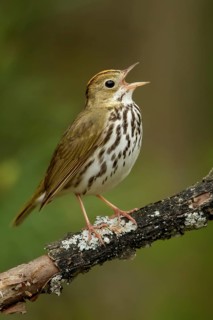 Ovenbird (Seiurus aurocapillus) perched on a branch in Ontario, Canada