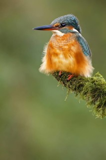 Common Kingfisher (Alcedo atthis) female, Asturias, Spain