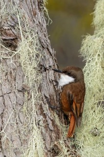 White-throated Treerunner (Pygarrhichas albogularis) perched on a branch in Chile
