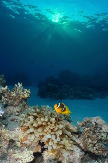 Red sea anemonefish (Amphiprion bicinctus)
