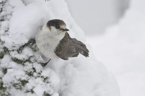 Grey Jay (Perisoreus canadensis), British Columbia, Canada