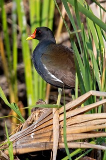 Moorhen, moorhen rail, (Gallinula chloropus), genus of moorhens, biotope, habitat, reeds, Lesvos,