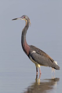 Tricolored Heron (Egretta tricolor), Florida, USA