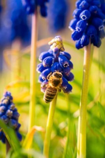 Close-up of a bee on a blue flower in sunshine, Gechingen, Calw district, Germany