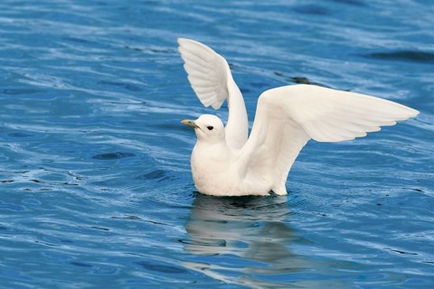 Ivory Gull (Pagophila eburnea), Nazare, Portugal