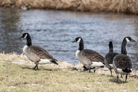 Canada geese (Branta canadensis), Lower Saxony, Germany