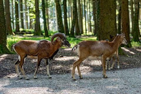 European mouflon (Ovis gmelini musimon), mouflon deer, rutting, male and female walking behind each