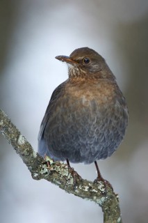 Common Blackbird (Turdus merula) female, Utrecht, Netherlands