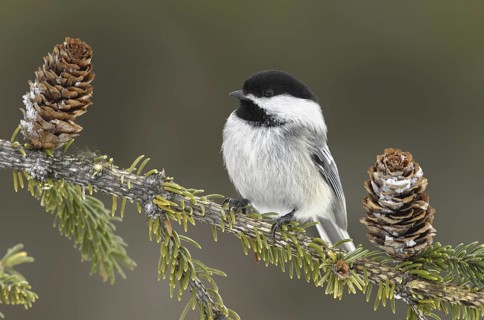 Black-capped Chickadee (Poecile atricapillus), Alaska, USA